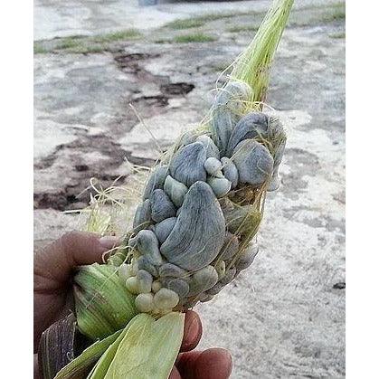 Cuitlacoche La Costena 380gm - Chile Mojo
