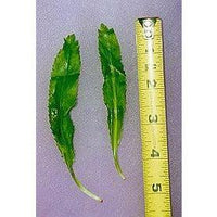 Seeds - Culantro Coriander - Chile Mojo