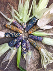 Seeds - Glass Gem Popcorn - Chile Mojo