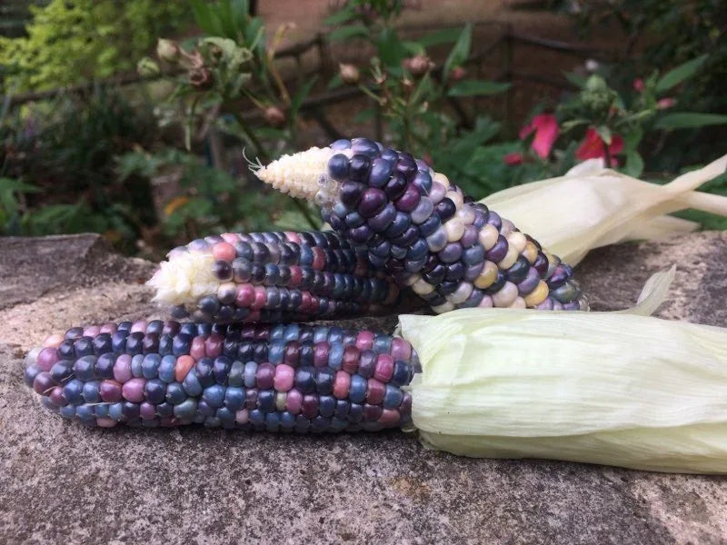 Seeds - Glass Gem Popcorn - Chile Mojo