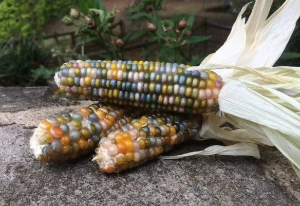 Seeds - Glass Gem Popcorn - Chile Mojo