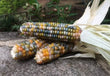 Seeds - Glass Gem Popcorn - Chile Mojo