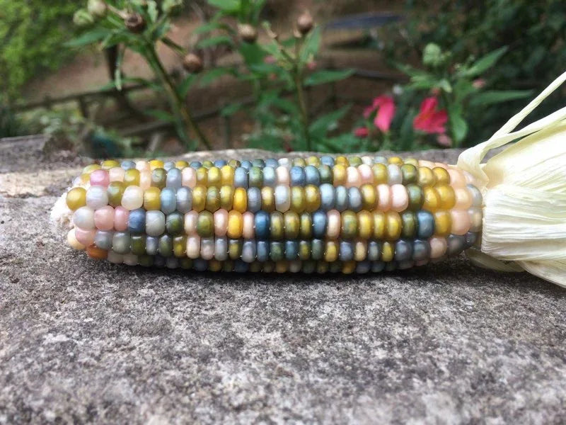 Seeds - Glass Gem Popcorn - Chile Mojo