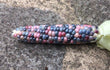 Seeds - Glass Gem Popcorn - Chile Mojo