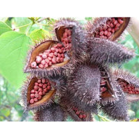 Annatto seeds - Chile Mojo