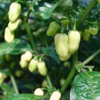 Seeds - Chile Habanero White Jellybean - Chile Mojo