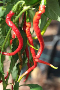 Seeds - Chile Bangalore Whippet - Chile Mojo