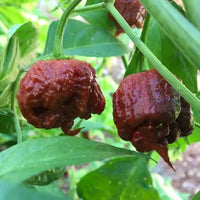 Seeds - Chile Chocolate Reaper - Chile Mojo