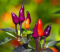 Seeds - Chile Purple Tiger - Chile Mojo