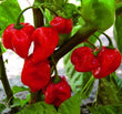 Seeds - Chile Habanero Red - Chile Mojo