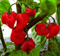 Seeds - Chile Habanero Red - Chile Mojo