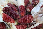 Seeds - Strawberry Popcorn - Chile Mojo