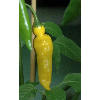 Seeds - Chile Aji Lemon Drop (Aji Limon) - Chile Mojo