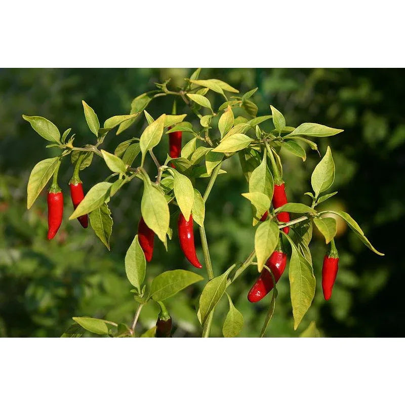 Seeds - Chile Asian Birdseye - Chile Mojo