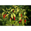 Seeds - Chile Asian Birdseye - Chile Mojo