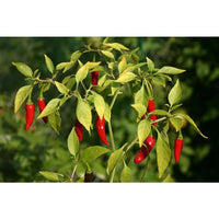 Seeds - Chile Asian Birdseye - Chile Mojo