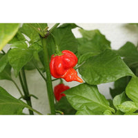 Seeds - Chile Trinidad Scorpion Butch T - Chile Mojo