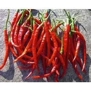 Seeds - Chile Cayenne - Chile Mojo