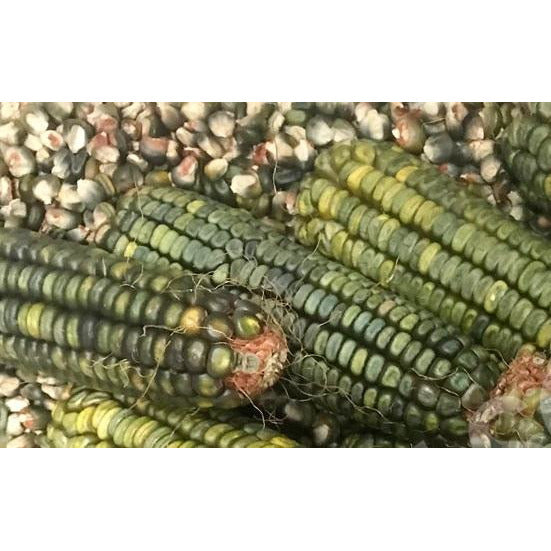Seeds - Maize Corn Oaxacan Green