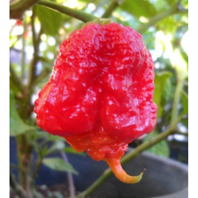 Seeds - Chile Carolina Reaper - Chile Mojo