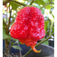 Seeds - Chile Carolina Reaper - Chile Mojo