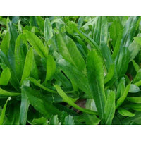 Seeds - Culantro Coriander - Chile Mojo