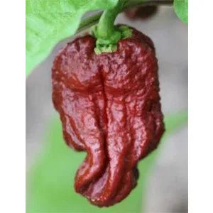 Seeds - Chile Chocolate Bhutlah - Chile Mojo