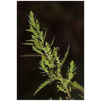 Seeds - Epasote - Chile Mojo