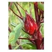 Seeds - Flor de Jamaica (Rosella) - Chile Mojo