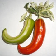 Seeds - Chile Fish - Chile Mojo