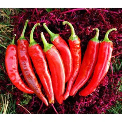 Seeds - Chile Guajillo (Mirasol) - Chile Mojo
