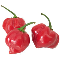 Seeds - Chile Habanero Red - Chile Mojo