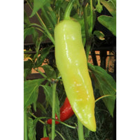 Seeds - Chile Hungarian Yellow Wax - Chile Mojo