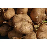 Seeds - Jicama (yam bean) - Chile Mojo