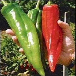 Seeds - Chile New Mexico Big Jim - Chile Mojo