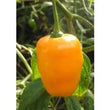 Seeds - Chile Rocoto Manzano Orange - Chile Mojo