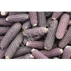 Seeds - Mini Blue Popcorn - Chile Mojo
