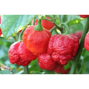 Seeds - Chile Trinidad Moruga Scorpion - Chile Mojo