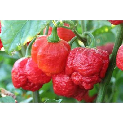 Seeds - Chile Trinidad Moruga Scorpion - Chile Mojo