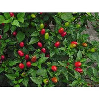 Seeds - Chile Pequin - Chile Mojo