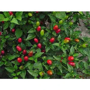 Seeds - Chile Pequin - Chile Mojo