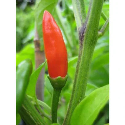 Seeds - Chile Piri Piri - Chile Mojo