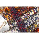 Seeds - Maize Corn Painted Mountain - Chile Mojo