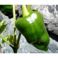 Seeds - Chile Poblano - Chile Mojo