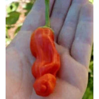 Seeds - Chile Peter Pepper Red - Chile Mojo