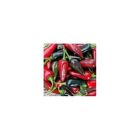 Seeds - Chile Hungarian Black - Chile Mojo