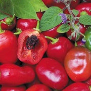 Seeds - Chile Rocoto Red - Chile Mojo