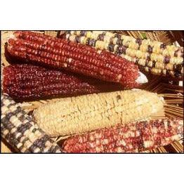 Seeds - Sweetcorn Anasazi - Chile Mojo