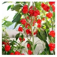 Seeds - Chile Scotch Bonnet RED - Chile Mojo