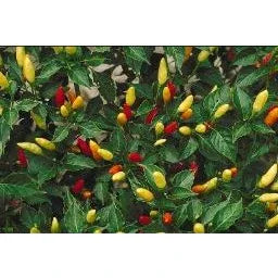 Seeds - Chile Tabasco - Chile Mojo